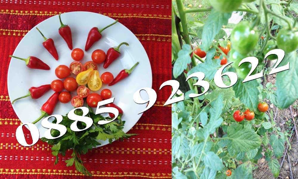 Био Разсад Домат Люти Чушки Чери Домати Тютюн Стари Селски Сортове