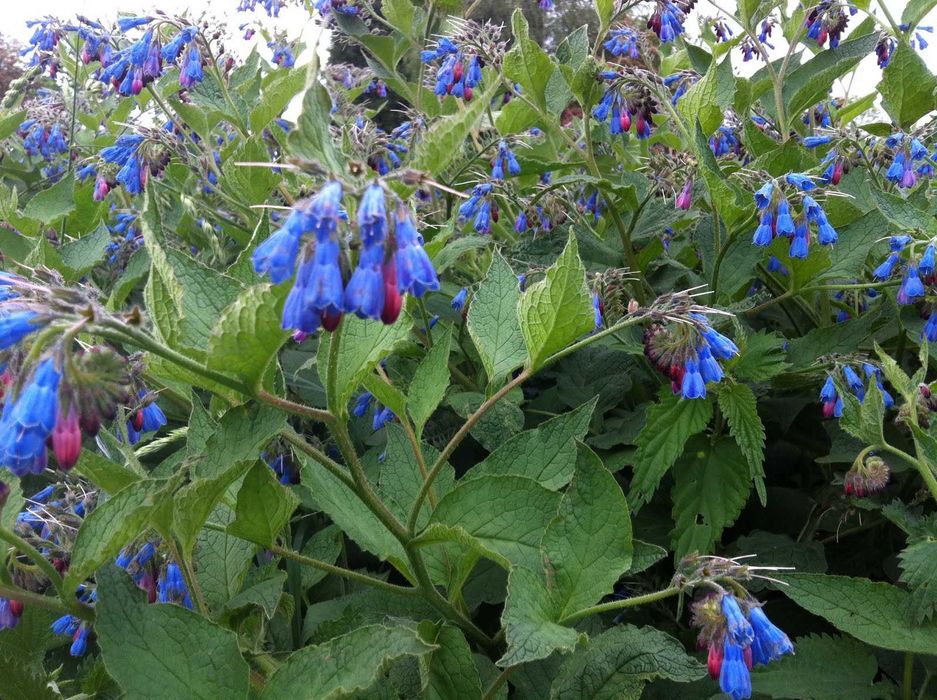 Растение живокост как выглядит Растение живокост как выглядит