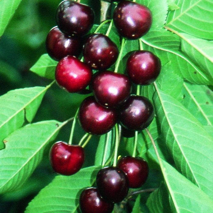 Cireș (Soiul Kordia )