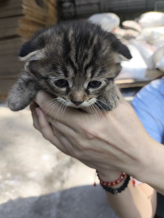 Отдам котят, бесплатно.