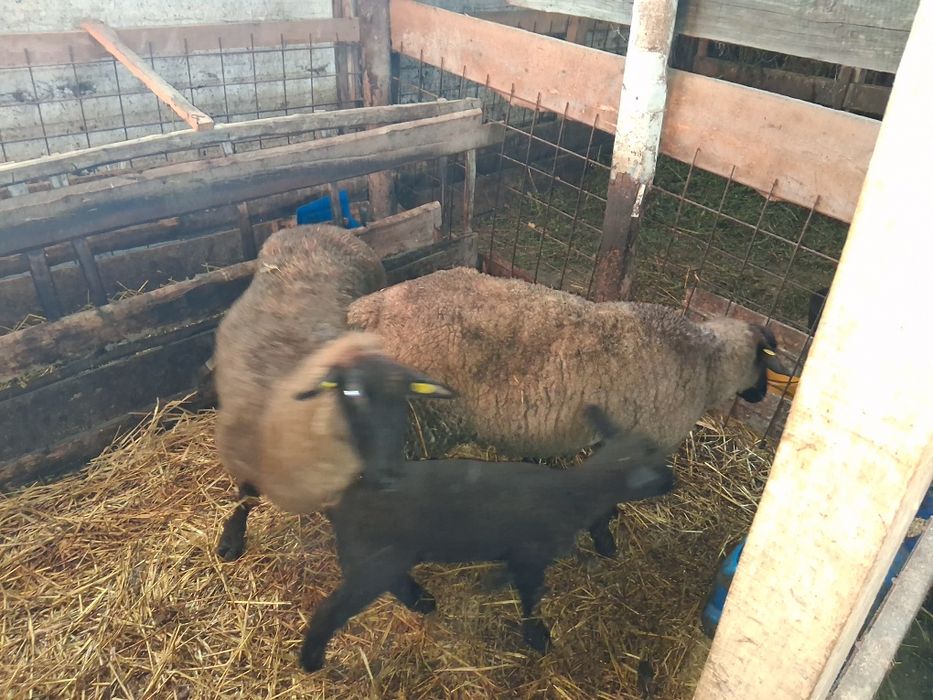 Oi sulfok de vânzare