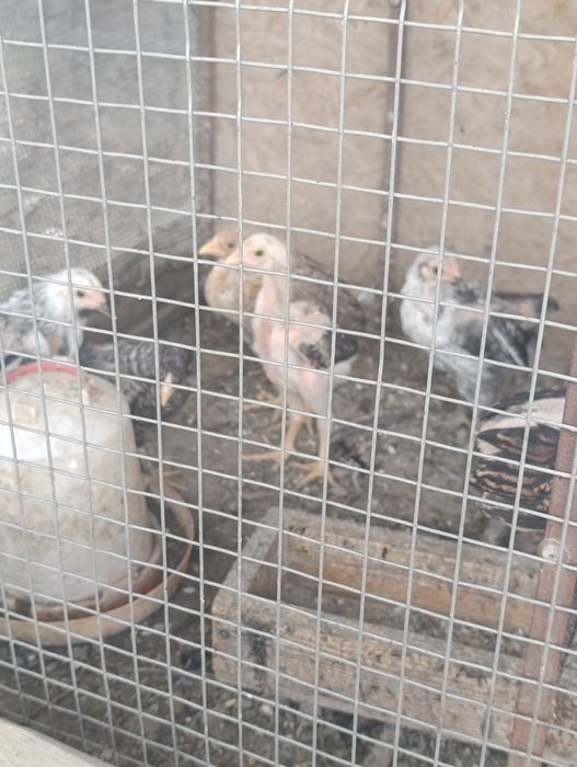 Продаётся дети куриц