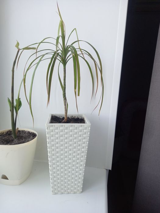 Цветок драцена 5000 т