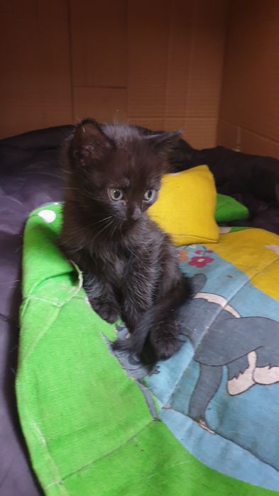 Котята от кошки крысолова