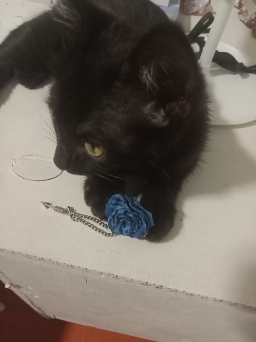 Котенок мальчик.