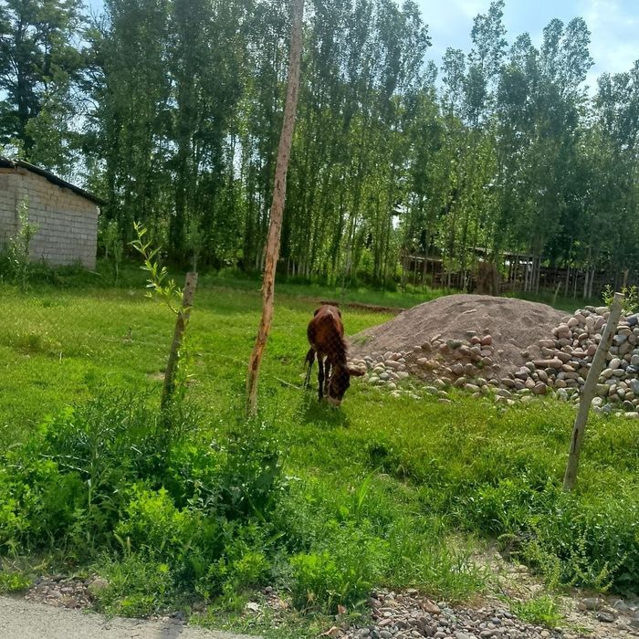 3 сутик кадстрли ер сотилади