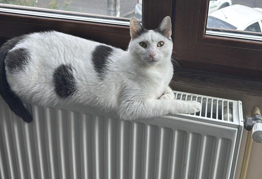 Pet sitter Cluj-Napoca