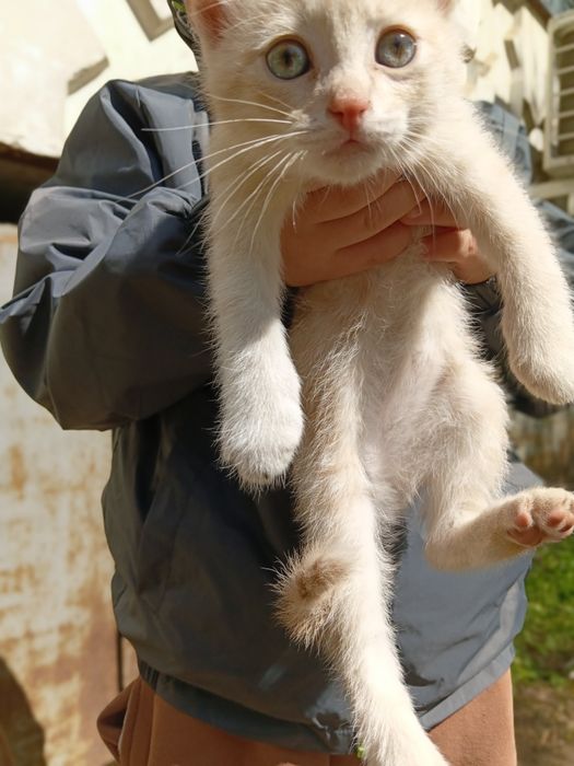 Отдам котят 4 мкр