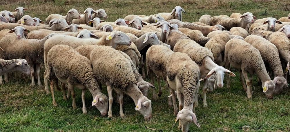 Oi lacaune cu pedigree!