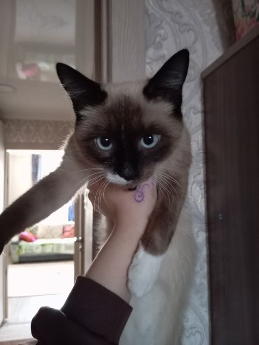 Котик, мальчик полгода