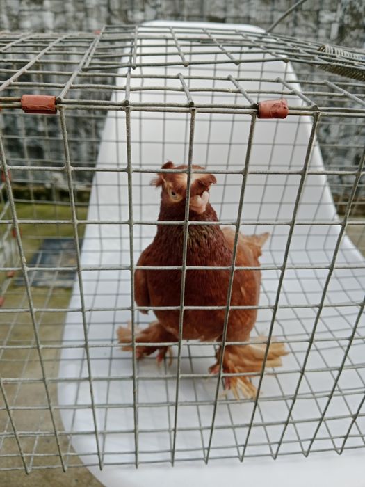 Продам малоносых голубей