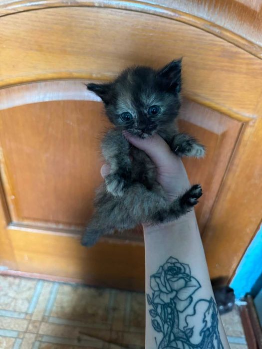 Отдам красивых котят!!!