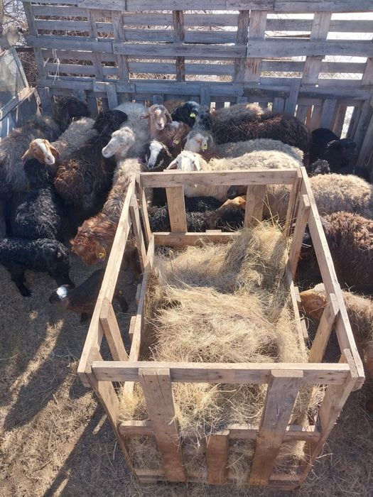 Продам  овец с ягнятами