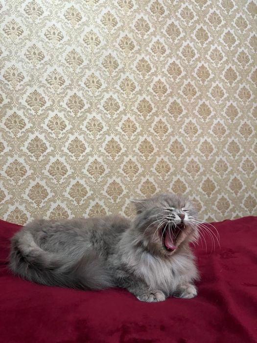 Вислоухие британские котята