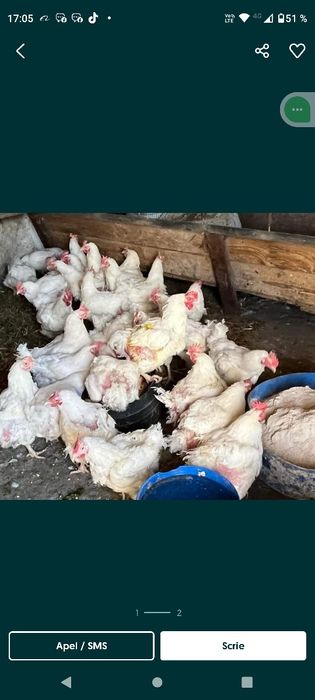 Găini albe de carne