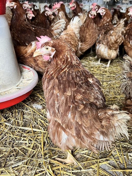 Găini roșii outoare