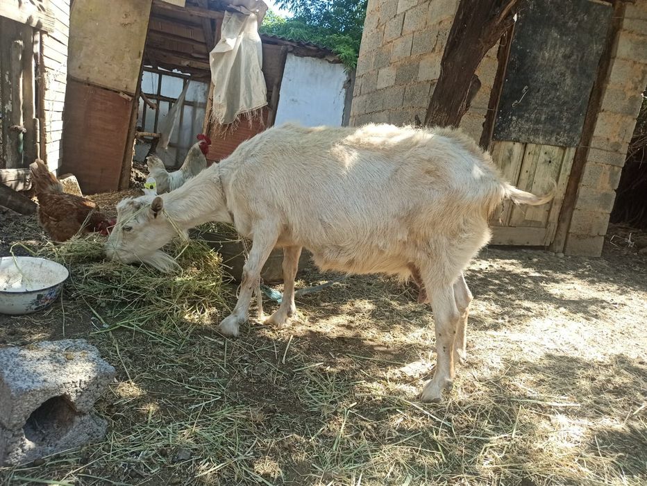 Ешкі қойлар сатылады