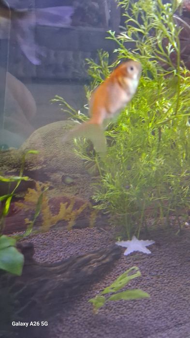 Продам золотых рыбок