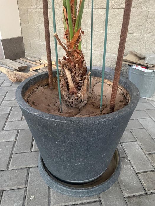Продам Пальму в горшке