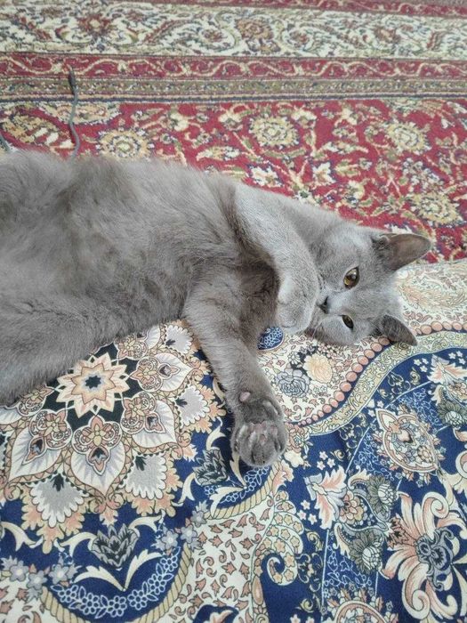 кошка скоттиш-страйта продаётся