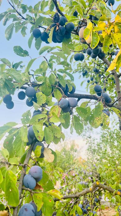 Vând prune pentru țuică