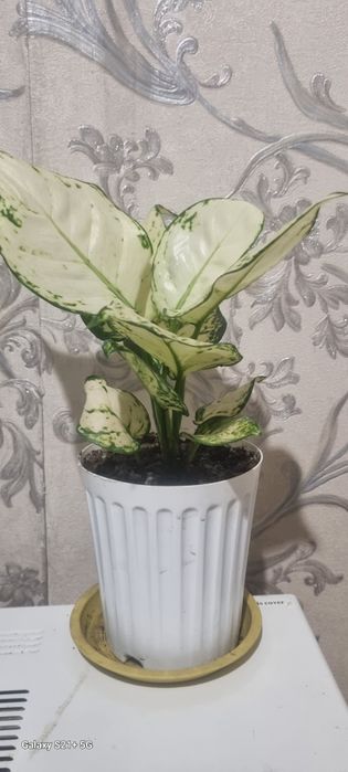 Продам Аглонему цветок