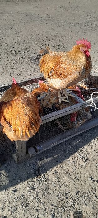 Продам молодых Петухов