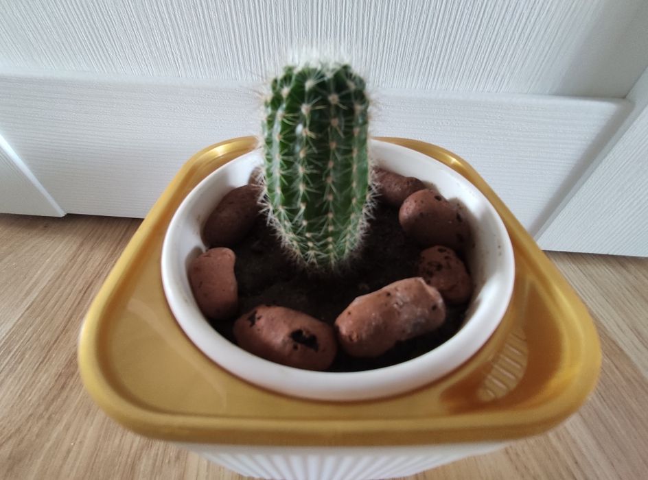 Кактус -1000    .