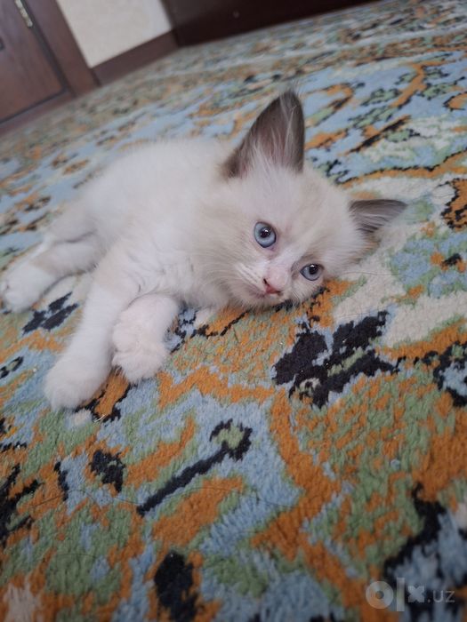 Ragdoll mushuk sotiladi
