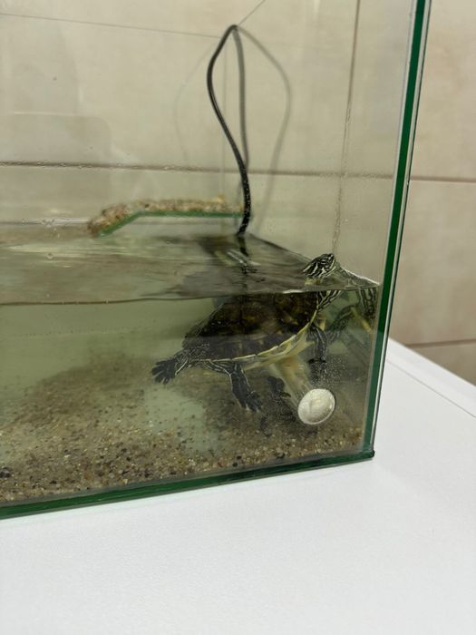Vand Broască țestoasă  adult ( 3 luni )