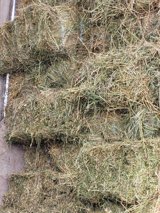 Vând 250 de baloți de lucernă