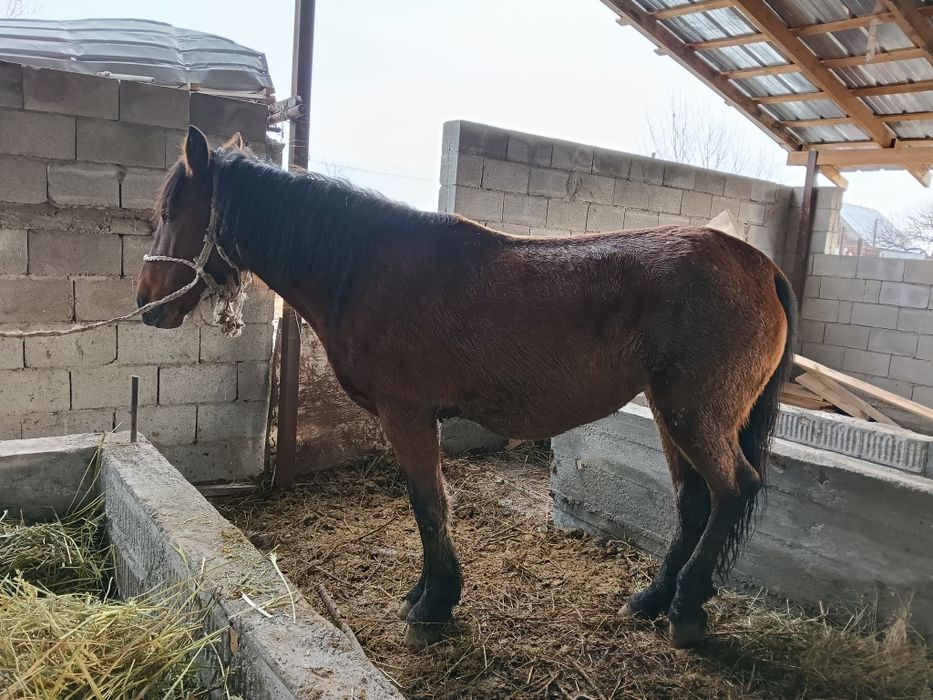 Қысыр бие сатылады!!