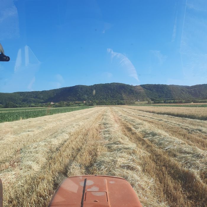 grâu, orzoaica de toamna triticale
