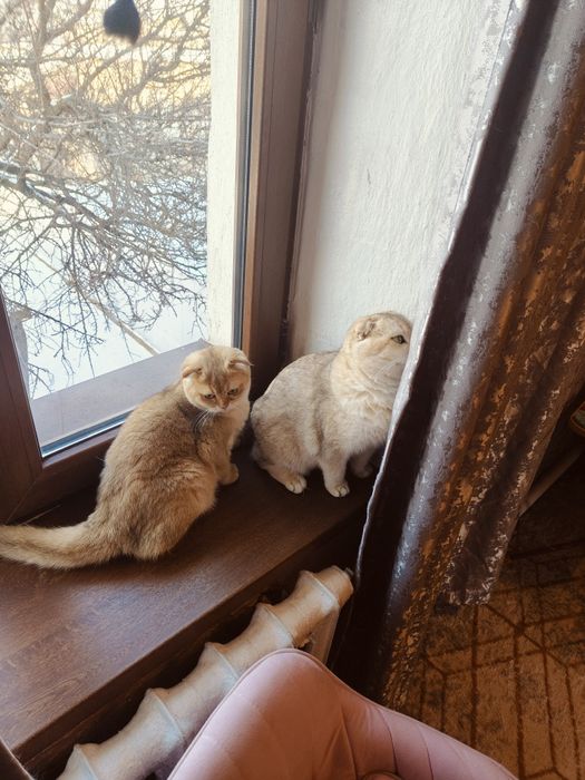 Котенок Золотая Шиншиллы