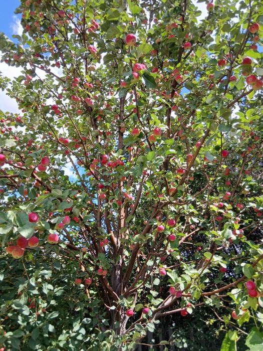 Продам дачу на союзе