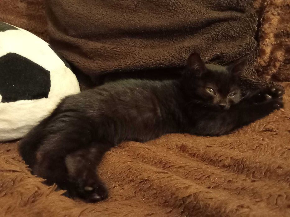 Ищет дом котёнок