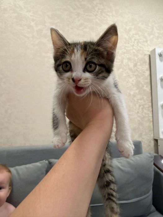 Отдам котенка в добрые руки