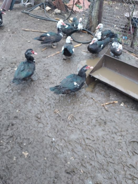 Vand rate mute sacrificare/crestere