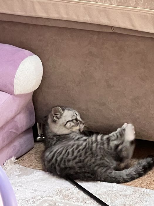 продам котенка 2 месячного Британец