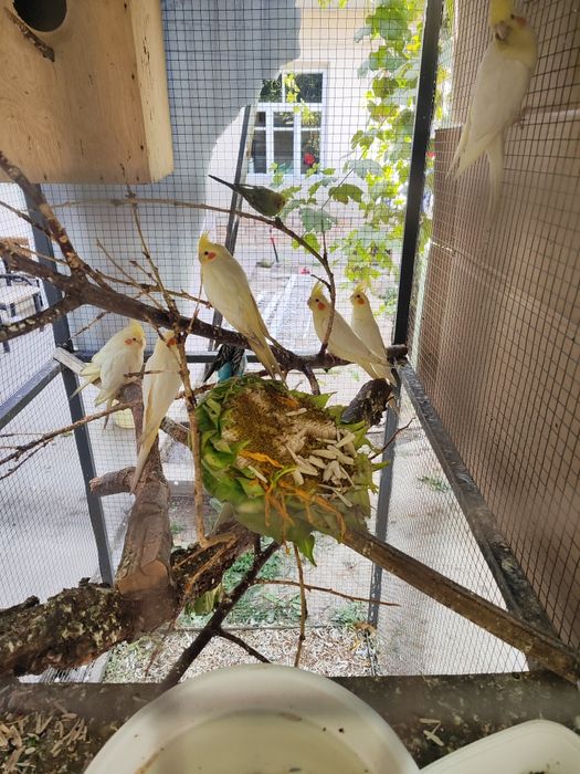 Toti karela valnisti sotiladi