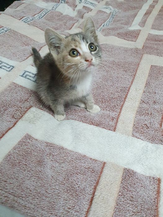 Отдам в добрые руки