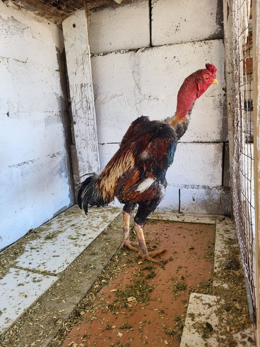 Сатамын дакан кораз 35000