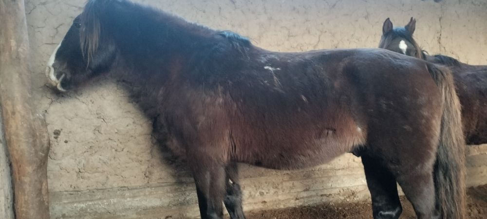 Айғырлар сатылады..