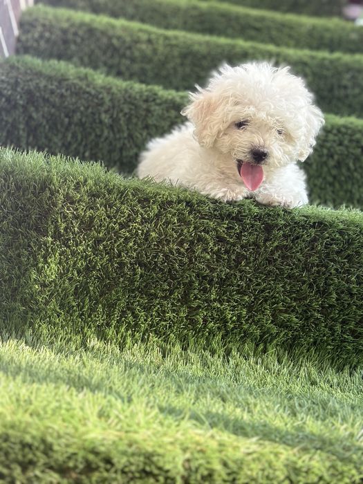 Maltipoo mini toy
