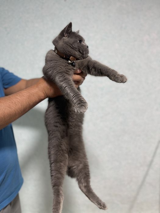 vyaska sotilmidi optniy skotish strayt