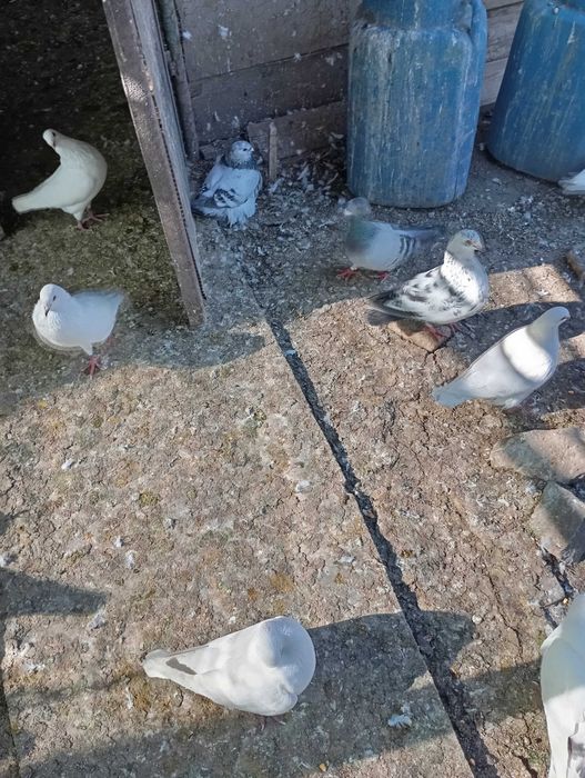 Vand porumbei hubble si metisi 45 lei buc!