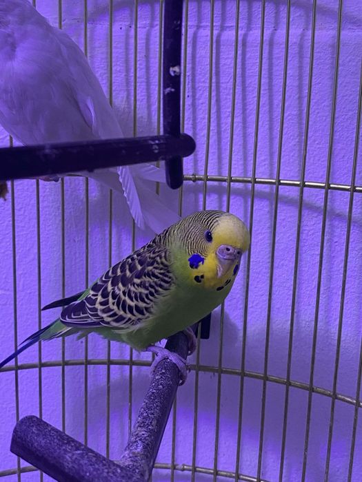 Vând papagali rasa Peruși