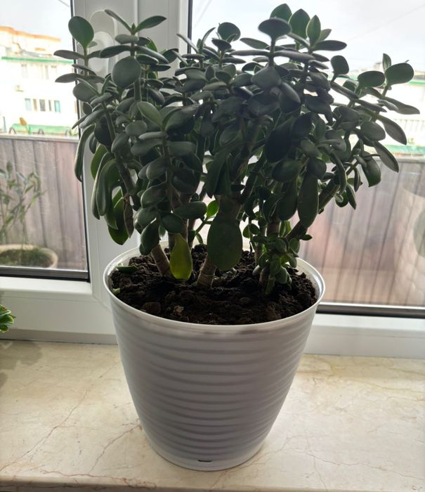 Комнатные растения недорого