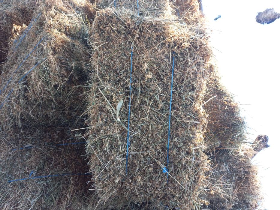 Vând baloti de lucerna