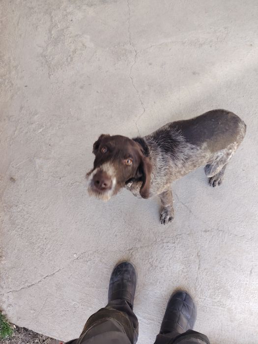 Дратхаар сотилади